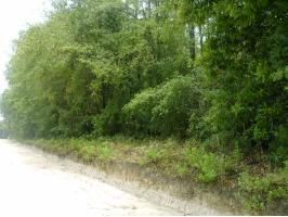 256th Street, Branford, FL 32008