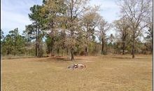 Wood Rd - Home On 5 Acres Chipley, FL 32428