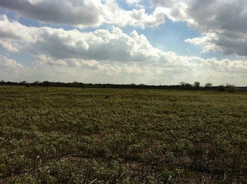 8013 HWY 75 N, Madisonville, TX 77864