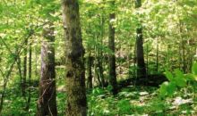 34.79 AC East Obey Lane Wilder, TN 38589