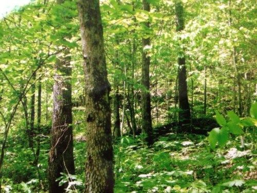 34.79 AC East Obey Lane, Wilder, TN 38589