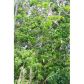 24550 SW 123 AVE, Homestead, FL 33032 ID:8689779