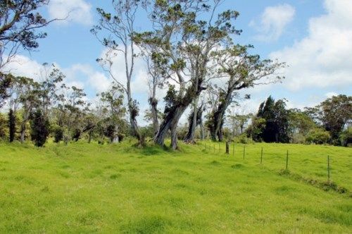 19-4580 AMAUMAU RD, Volcano, HI 96785