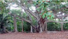 106 BEACH AVENUE Anna Maria, FL 34216
