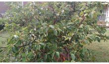 523 Cliffglen Way Nw Lilburn, GA 30047