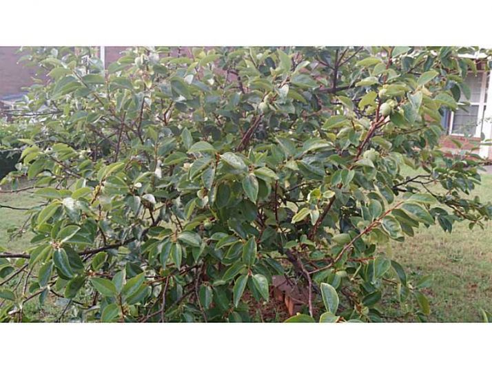 523 Cliffglen Way Nw, Lilburn, GA 30047