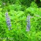 40398 Gruening Street, Homer, AK 99603 ID:9022830