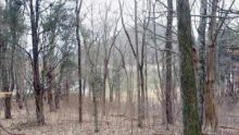 Lot 13 WALNUT BEND Whitesburg, TN 37891