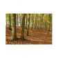 1619 N Brushy Mountain Road, Rockmart, GA 30153 ID:9508236