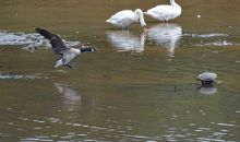 3963 Shadow Loch Drive Suwanee, GA 30024