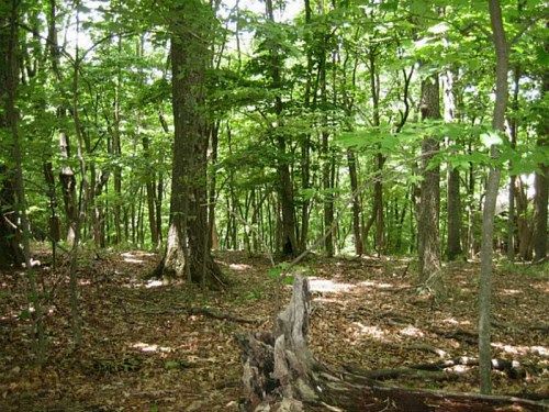 5950 Jot Em Down Road, Cumming, GA 30041