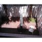 11105 NW 43 LN # 11105, Miami, FL 33178 ID:10321761