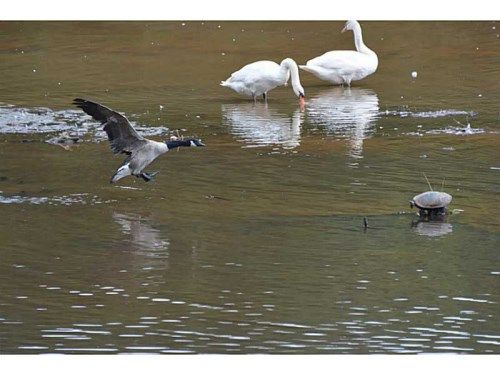 3963 Shadow Loch Drive, Suwanee, GA 30024