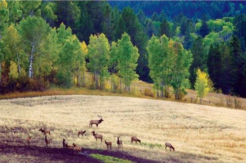 5528 Grouse Loop, Freedom, WY 83120