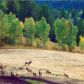 5528 Grouse Loop, Freedom, WY 83120 ID:10970661