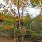250 Turnbury Lane, Jasper, GA 30143 ID:11007359
