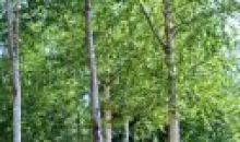 3662 S Hillrise Circle Wasilla, AK 99654