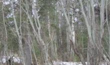 7106 S Lark Circle Wasilla, AK 99654