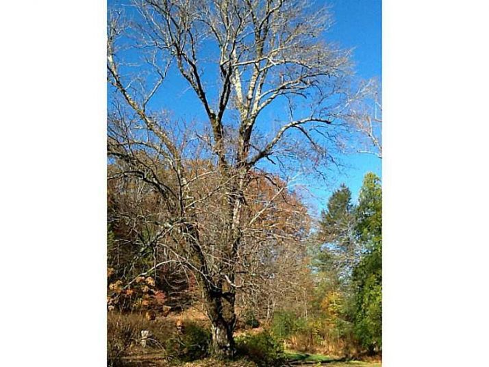230 Paul Weaver, Dahlonega, GA 30533