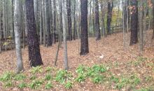 2098 Halfmoon Bluff Cumming, GA 30041