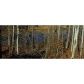 209 Willow Pointe Drive, Dallas, GA 30157 ID:11685483