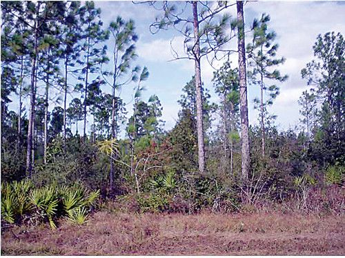 CR 274, Altha, FL 32421