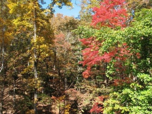 1077 Long Branch Road, Dahlonega, GA 30533