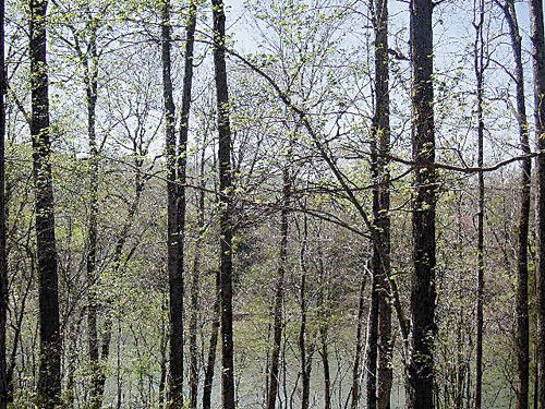 2.48 AC RIVER OAKS DRIVE, Sparta, TN 38583