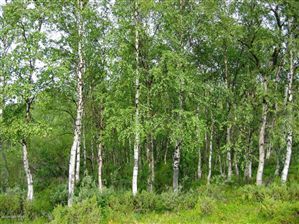 Tr A-1 Cedar Hills, Palmer, AK 99645