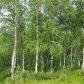 Tr A-1 Cedar Hills, Palmer, AK 99645 ID:13245170