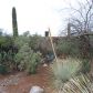 4377 W Placita De Christina, Tucson, AZ 85741 ID:13521135