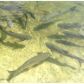 971 SW 98 AV, Hollywood, FL 33025 ID:13219391