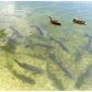 971 SW 98 AV, Hollywood, FL 33025 ID:13219392
