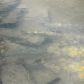 166 Red Oak Lane, Clarkesville, GA 30523 ID:13773125