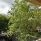 8160 Geneva Ct # 305, Miami, FL 33166 ID:13869610