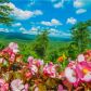 55 Black Bear Ridge, Jasper, GA 30143 ID:14854905