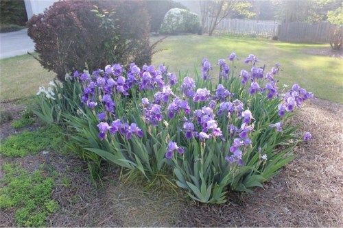 5144 Artesian Spring Drive, Flowery Branch, GA 30542