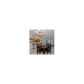 2049 S Ocean # 504, Hallandale, FL 33009 ID:14520948