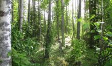 Lot 7 W Necrason Drive Big Lake, AK 99652