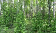15373 W Necrason Drive Big Lake, AK 99652