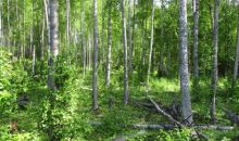 Lot 2 W Necrason Drive Big Lake, AK 99652