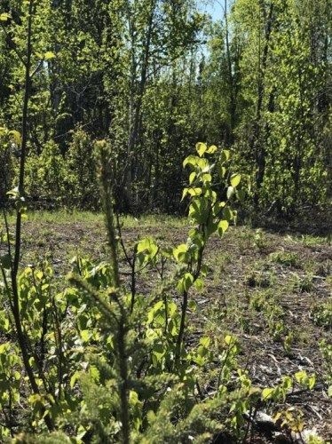 15696 W Henderson Road, Big Lake, AK 99652