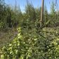 15696 W Henderson Road, Big Lake, AK 99652 ID:14955075