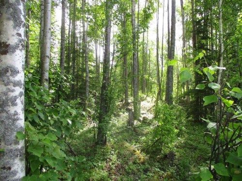 Lot 7 W Necrason Drive, Big Lake, AK 99652