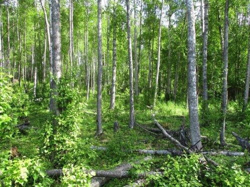 Lot 2 W Necrason Drive, Big Lake, AK 99652