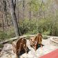 568 Cherokee Dr S, Waleska, GA 30183 ID:15700523