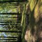 907 Green Meadow Dr, Chapin, SC 29036 ID:15935013